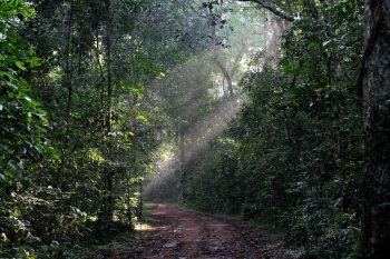 Kibale forest national park - where to see chimpanzees in Africa
