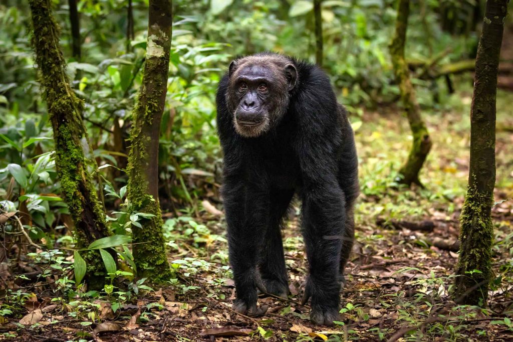 Walk with chimpanzees in Nyungwe Forest