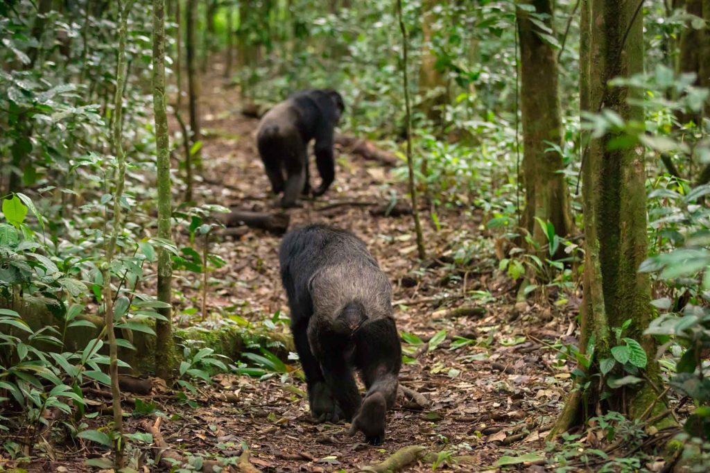 chimpanzee trekking in the rainforest