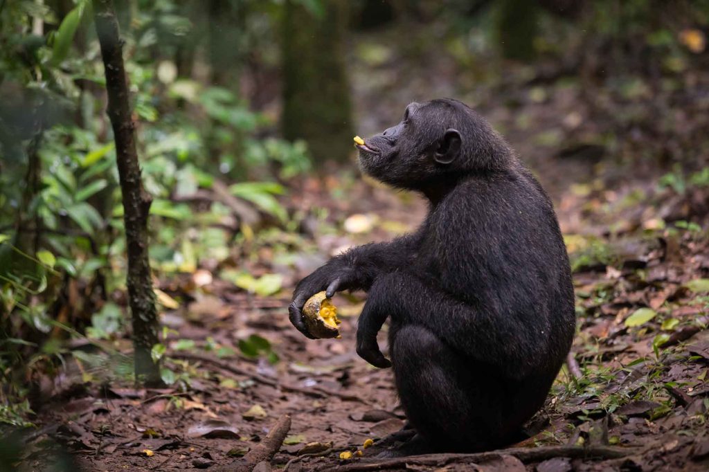 Chimpanzee trekking in Kibale Forest
