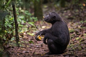 Chimpanzee Trekking in Kibale Adventure safari