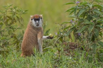 Monkeys in kidepo