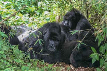 mountain gorillas, primate trekking in Uganda on safari