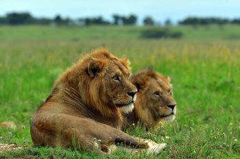 Murchison Falls National Park wildlife safari lions
