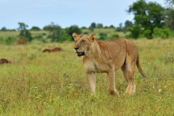 Uganda big five safari in murchison falls national park and ziwa rhino sanctuary