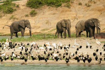 wildlife safari adventure in queen elizabeth national park uganda