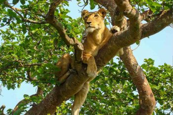Tree climbing lions of Ishasha sector in Queen Elizabeth National Park
