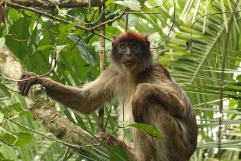 red tailed monkey
