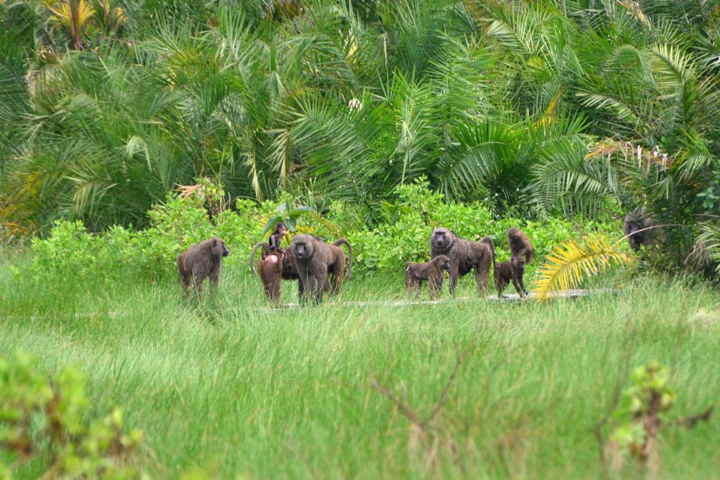 Semuliki national park primate walk