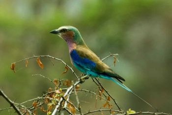 Akagera National Park birding