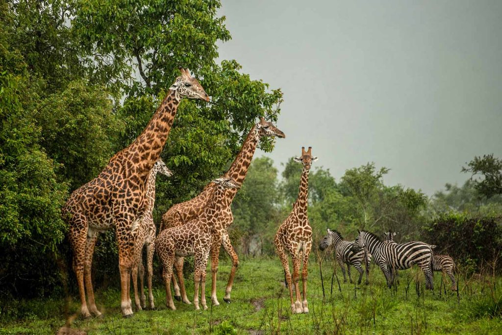 Go on a safari in Akagera National Park.