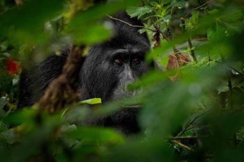 Uganda tours & wildlife safari - gorilla trekking adventures