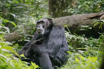 Kibale Forest national park - chimpanzee trekking safari in Uganda