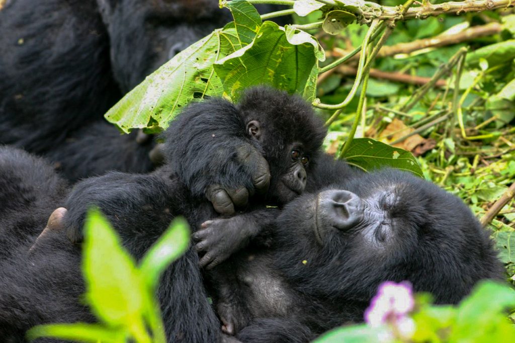 Uganda Gorilla Trekking Safari & Lake Bunyonyi Holiday