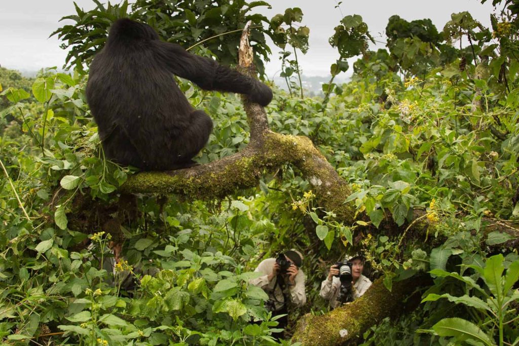The Importance of Responsible Gorilla Tourism