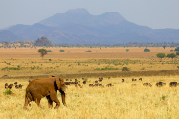 Kidepo Valley animals