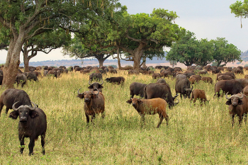 Kidepo VAlley Buffalo herd