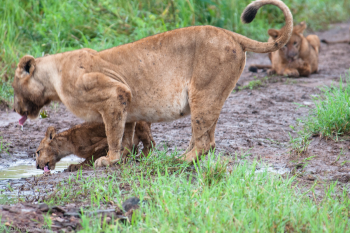 Kidepo lions