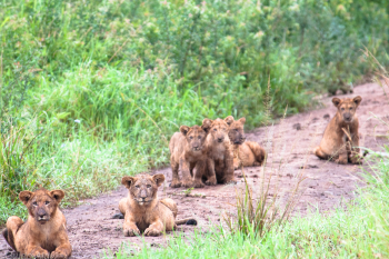 Kidepo Valley Lions and cubs