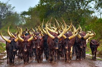 Long-horned cattle at Lake Mburo - cultural encounters