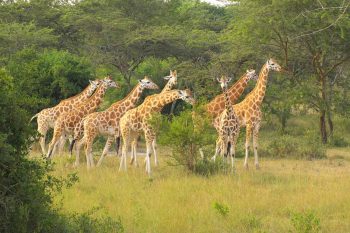 game drives in lake mburo national park - giraffe clan