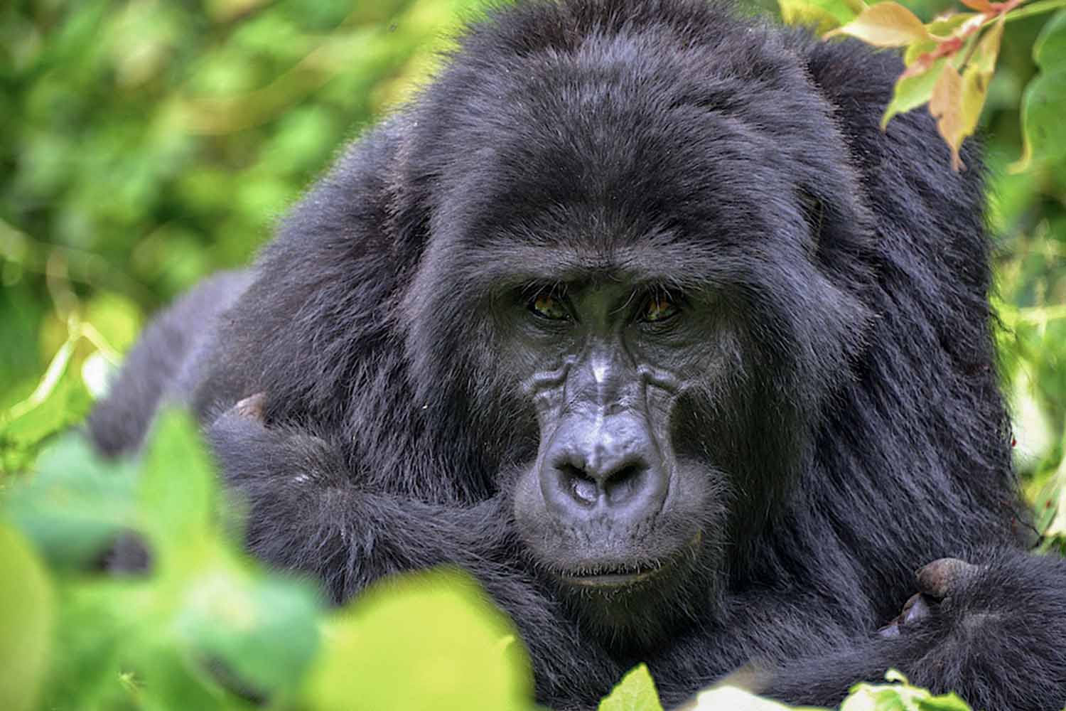 gorilla trekking bwindi uganda