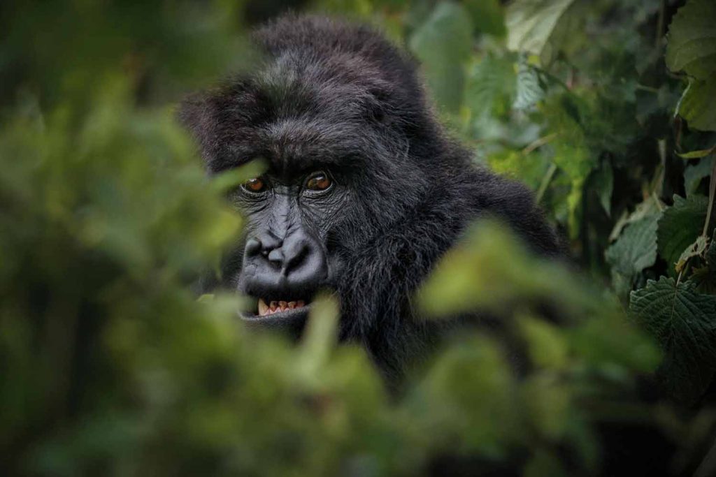 Threats to Mountain Gorillas and Conservation Efforts