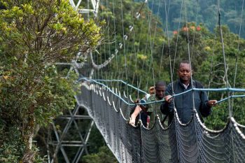 canopy walkway in Nyungwe forest national park