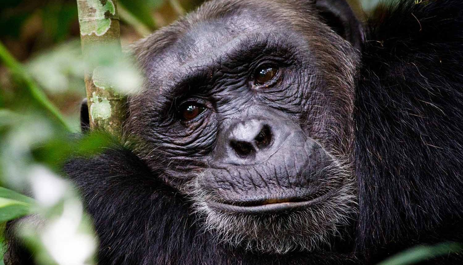 Nyungwe National Park chimpanzee trekking safari