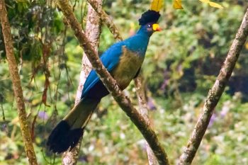 Bird watching rwanda