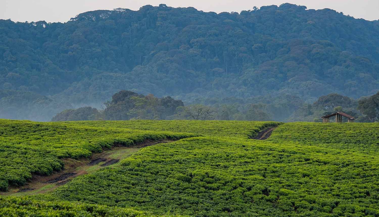Tea plantations - hiking in nyungwe