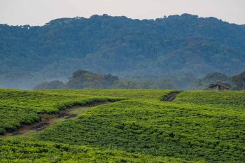 Tea plantations - hiking in nyungwe