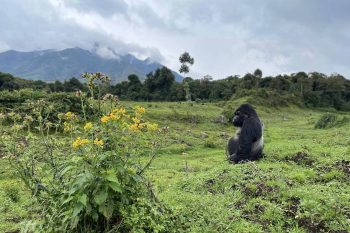 Rwanda tours and safaris - gorilla trekking safari holidays