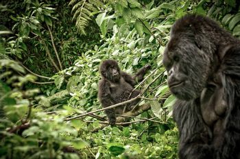Rwanda Primates Safari in Nyungwe & Volcanoes