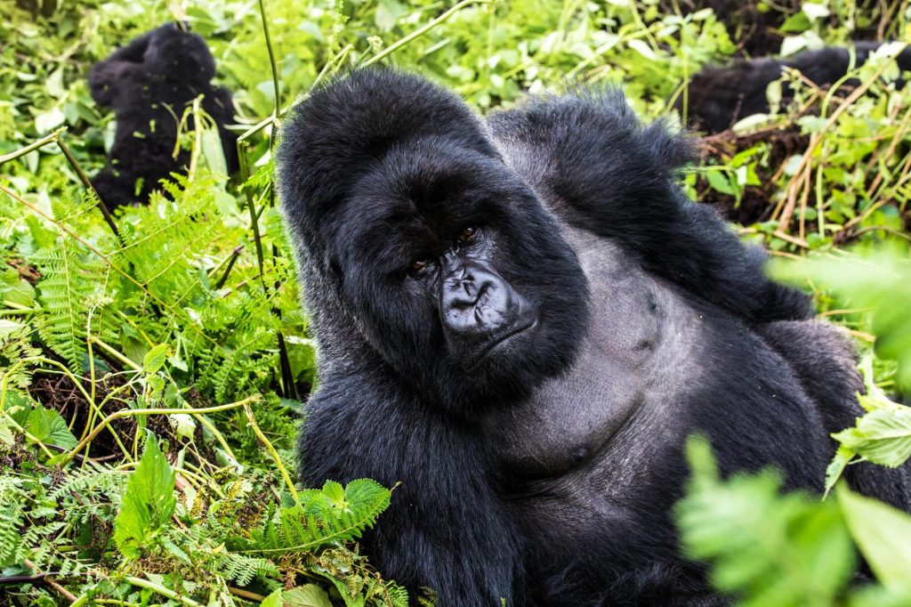Uganda is best for a combination of gorilla tours and wildlife safari Adventures, Chimpanzee trekking, cultural encounters, and nature hikes.