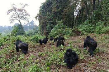 mountain gorillas of Rwanda on gorilla trekking adventure
